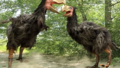 arheologi identificzirovali arkticheskie ostanki drevnego sushhestva gastornis 5d94bb768392e
