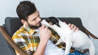 druzhba mezhdu sobakoj i chelovekom na molekulyarnom urovne 5d94d0ba1d5af