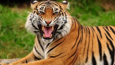 tigr zagryz zhenshhinu v safari parke video 5d94b975861fb