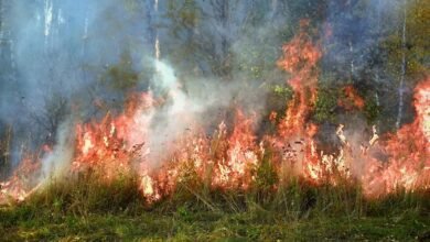 v yuzhnoj chasti primorya zafiksirovan silnyj lesnoj pozhar 5d94c12949b7a