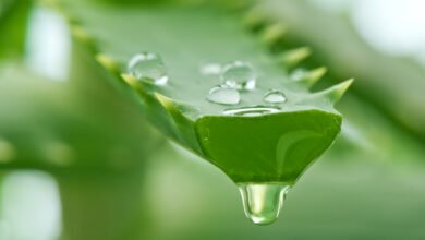 vse chto vam nuzhno znat ob ispolzovanii aloe vera dlya volos 5d94aa6a0d283