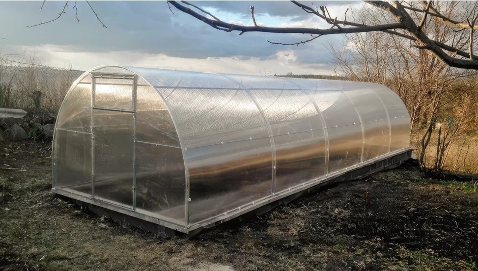 вирощування перцю в теплиці