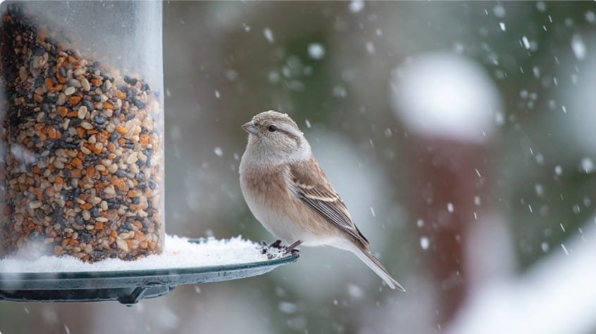 Птицы возле кормушки зимой