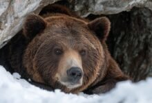 Медведь в берлоге