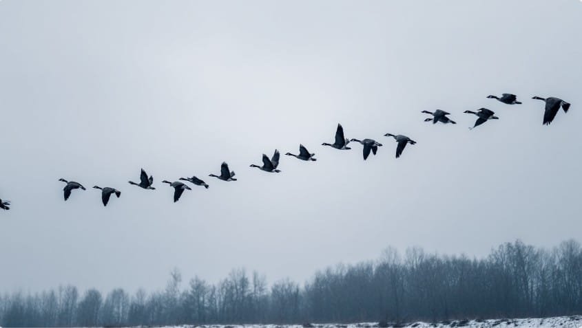 Перелётные гуси в небе зимой