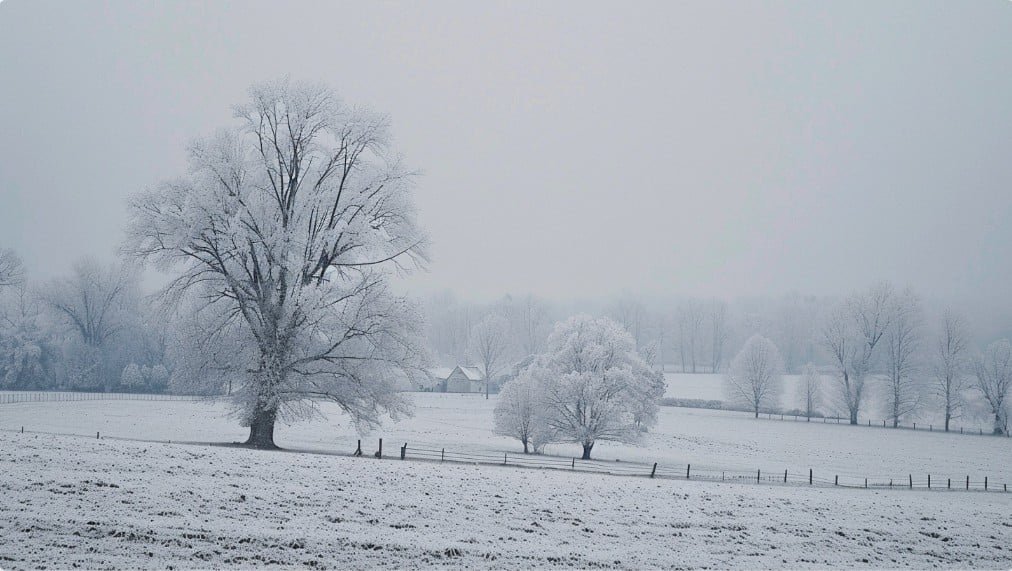 Зимнее поле с инеем и туманом