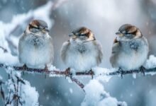 воробьи сидят на заснеженной ветке зимой